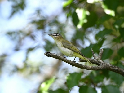 Vireo