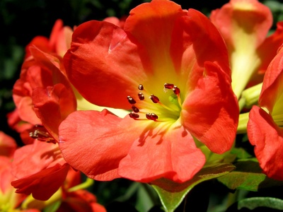 Vireya rhododendron