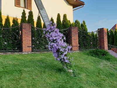Virgin's bower