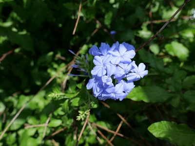 Virginia bluebell