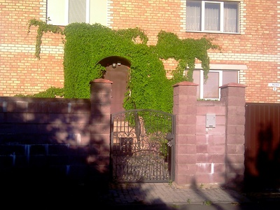 Virginia Creeper