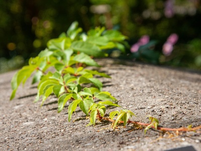 Virginia Creeper