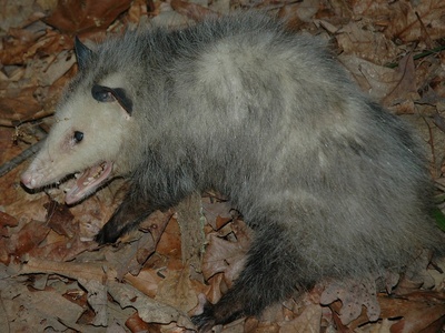 Virginia Opossum