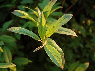 Virginia sweetspire