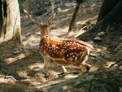 Visayan Spotted Deer