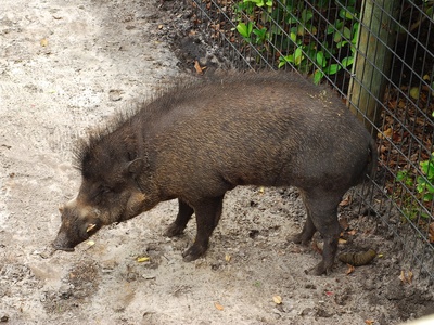 Visayan Warty Pig