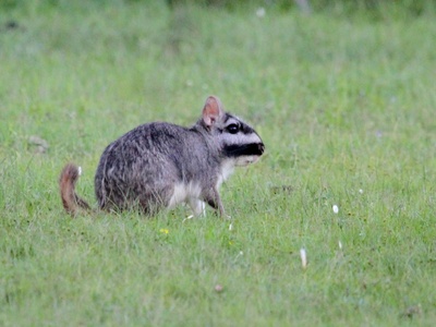 Viscacha, Plains