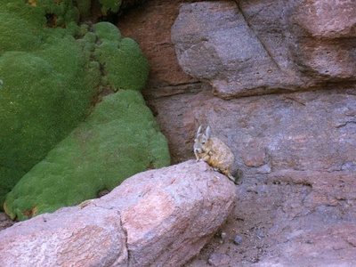 Viscacha, Southern Mountain