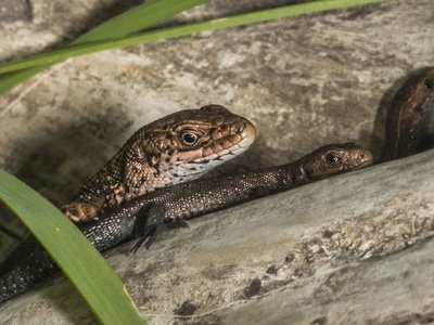 Viviparous lizard