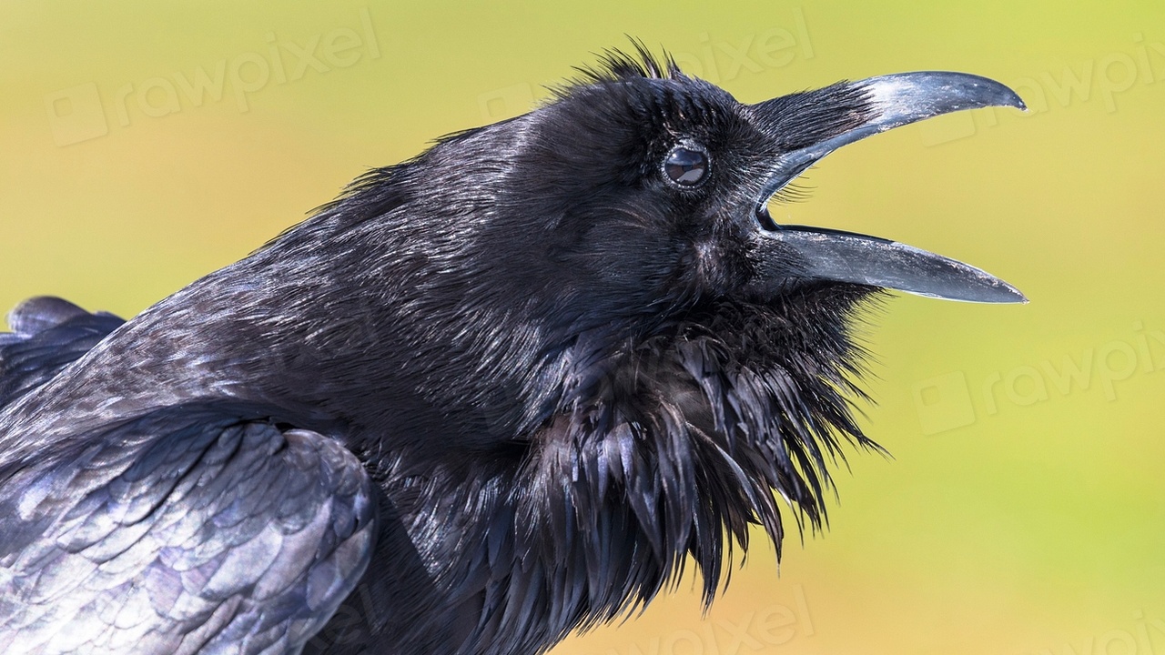 Raven and crow vocalizations contrasted; a person recording bird calls with a smartphone