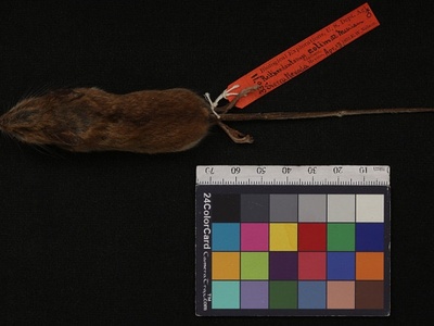 Volcano Harvest Mouse