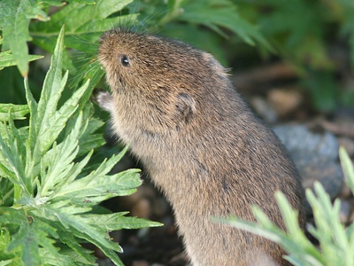 Vole, Tundra