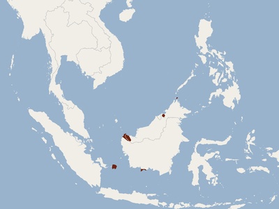 Vordermann's Pipistrelle