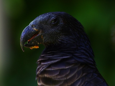 Vulturine Parrot
