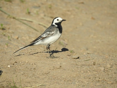 Wagtail