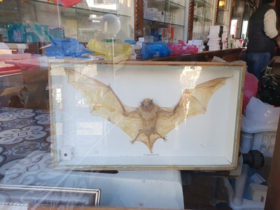 Wahlberg's epauletted fruit bat