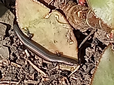Wahlberg's Snake-eyed Skink