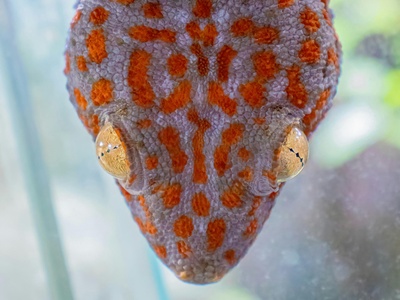 Wahlberg's Velvet Gecko