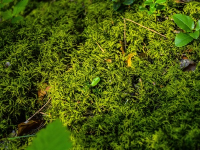 Wahlenberg's Forklet-moss