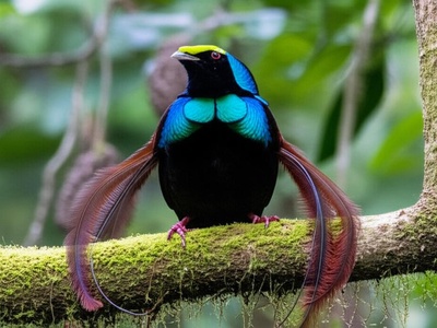 Wahnes's Parotia
