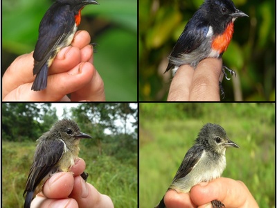 Wakatobi flowerpecker