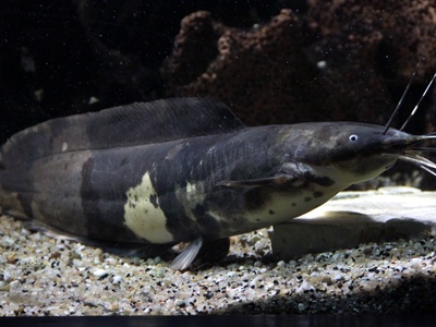 Walking catfish