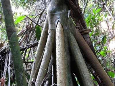 Walking Palm
