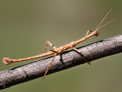 Walking Stick