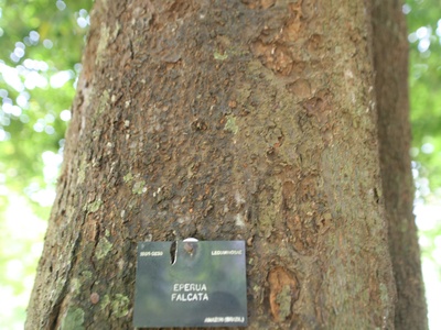 Wallaba