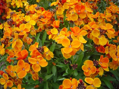 Wallflower