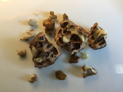 Walnut (Noz)