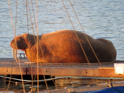 Walrus