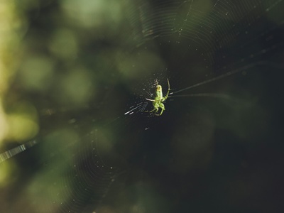 Wandering Green Spider