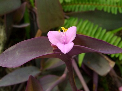 Wandering Jew