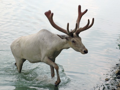 Wapiti