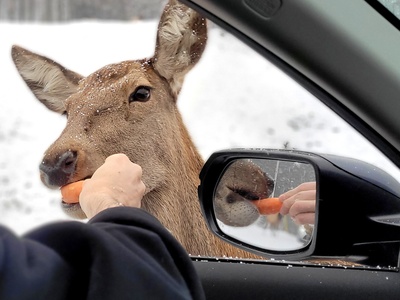 Wapiti