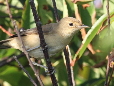 Warbler