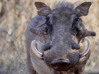 Warthog