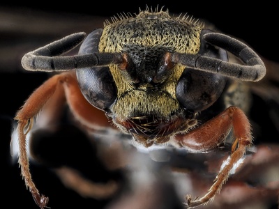 Wasp