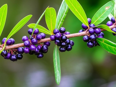 Water-berry