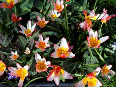 Water-lily Tulip