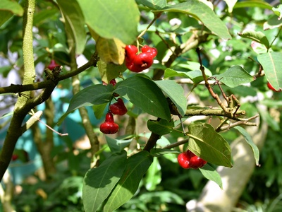Water apple