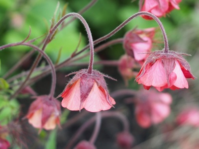 Water Avens
