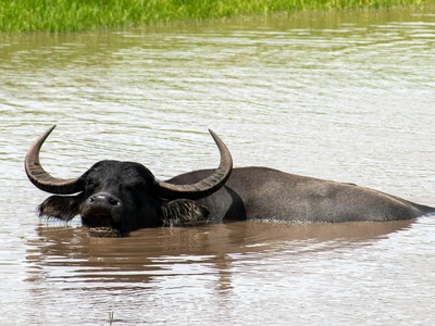 Water Buffalo