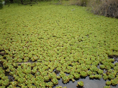 Water Cabbage