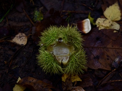 Water Chestnut