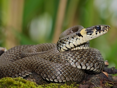 Water Cobra