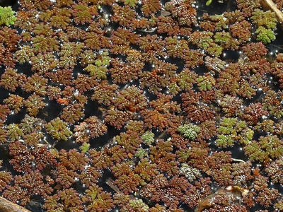 Water Fern