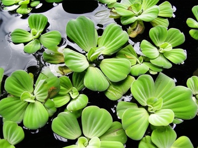 Water fern (native replacement note)
