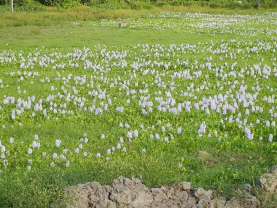 Water hyacinth